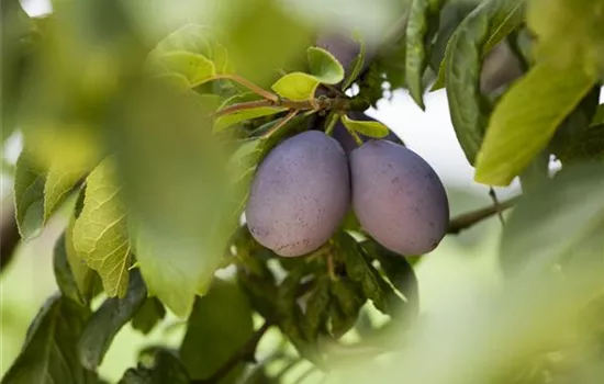 Prunus cer.\'Ungarische Traubige\' CAC, Sauerkirsche \'Ungarische Traubige\' -  GartenBaumschule Fuhs