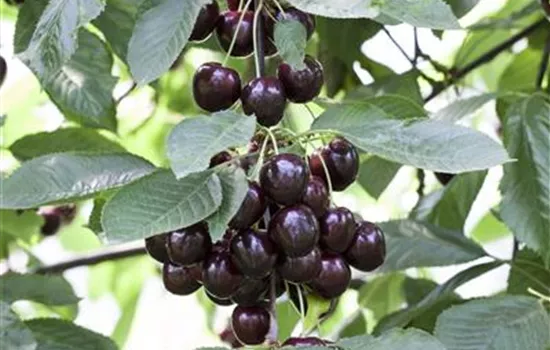 Prunus cer.\'Ungarische Traubige\' CAC, Sauerkirsche GartenBaumschule Fuhs - Traubige\' \'Ungarische