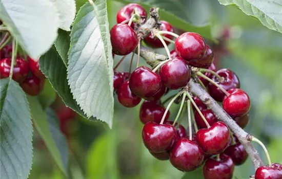 Prunus cer.\'Ungarische Traubige\' CAC, Sauerkirsche \'Ungarische Traubige\' -  GartenBaumschule Fuhs