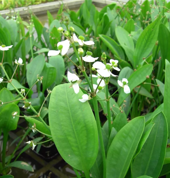 Grasblättriges Pfeilkraut Wasserpflanzen Wolff Sagittaria graminea weiß 