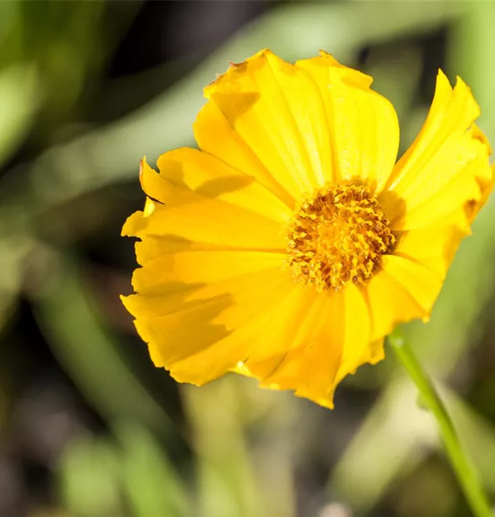 Mädchenauge Coreopsis grandiflora Schnittgold Sommerblüher 