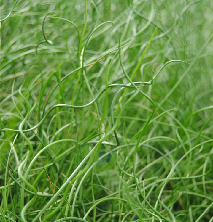 Juncus effusus spiralis Teichpflanzen Teichpflanze Sumpf Korkenzieherbinse 