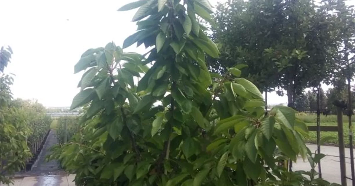 Prunus av.\'Schn. Späte Knorpelkir.\' CAC, Süßkirsche \'Schneiders Späte  Knorpelkirsche\' - GartenBaumschule Fuhs