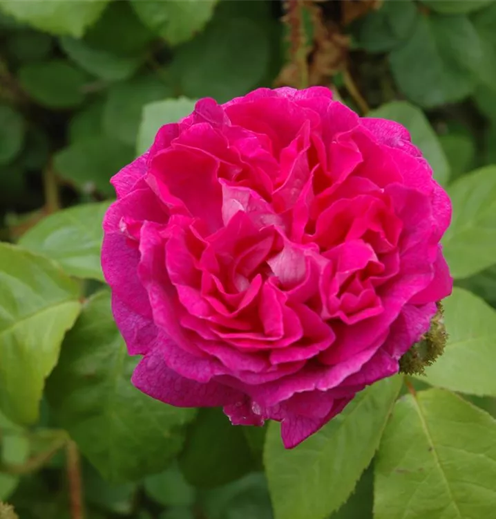 Rosa centifolia muscosa STR IV, Moosrose - GartenBaumschule Fuhs