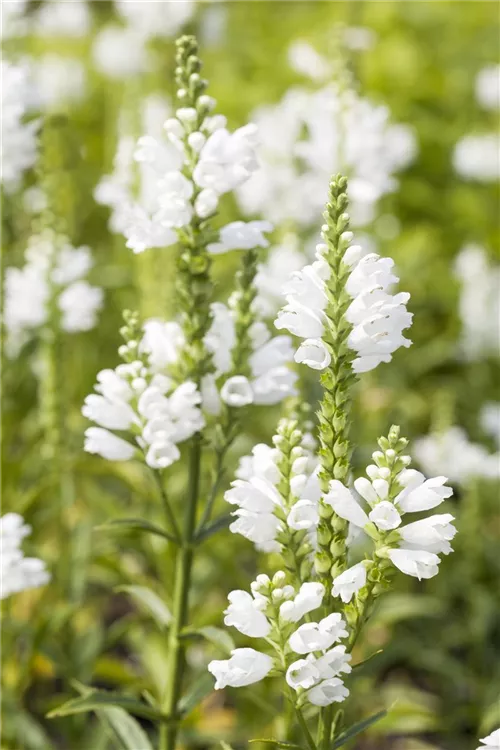 Gelenkblume,Physostegia virginiana 'Summer Snow'  ab 2,17 € 