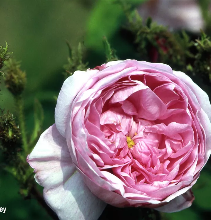 Rosa centifolia muscosa STR IV, Moosrose - GartenBaumschule Fuhs