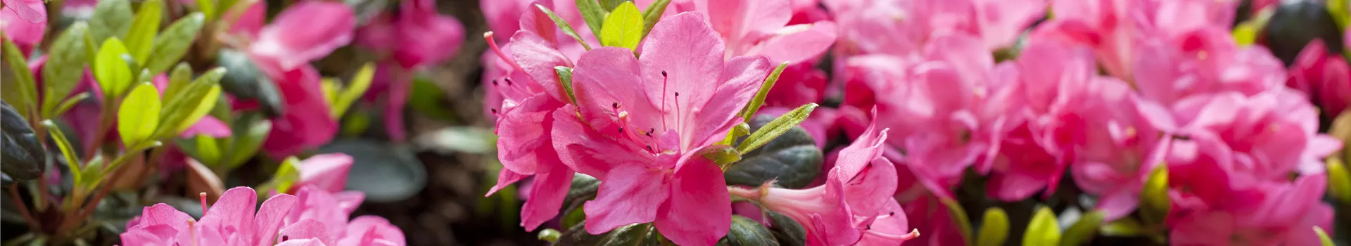 Rhododendron obtusum 'Canzonetta' Rhododendron obtusum 'Canzonetta'