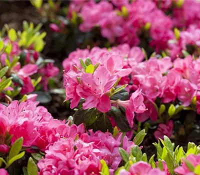 Rhododendron obt.'Canzonetta' III