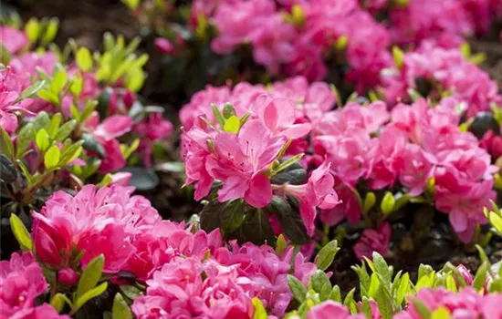 Rhododendron lut.'Anneke' II, Sommergrne Azalee 'Anneke' -  GartenBaumschule Fuhs