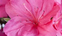 rhododendron dark lord R. 'Black Adder'  Singing Tree Gardens Nursery