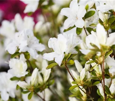 Rhododendron obt.'Feenkissen' II