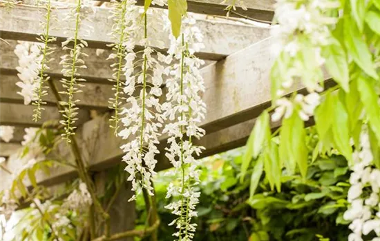 Wisteria floribunda 'Black Dragon', Chin.Blauregen 'Black Dragon' -  GartenBaumschule Fuhs