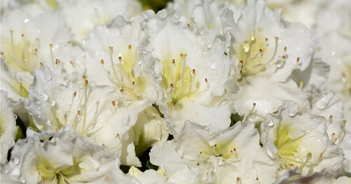Rhododendron obt.'Maischnee' -R- III, Japanische Azalee 'Maischnee' -R- -  GartenBaumschule Fuhs