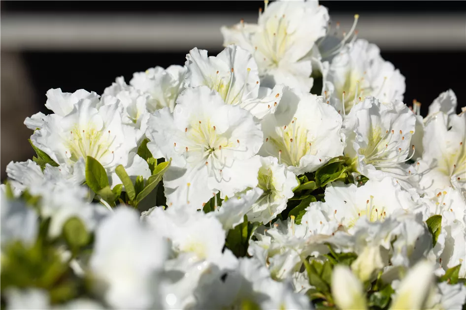 Rhododendron obt.'Maischnee' -R- III, Japanische Azalee 'Maischnee' -R- -  GartenBaumschule Fuhs
