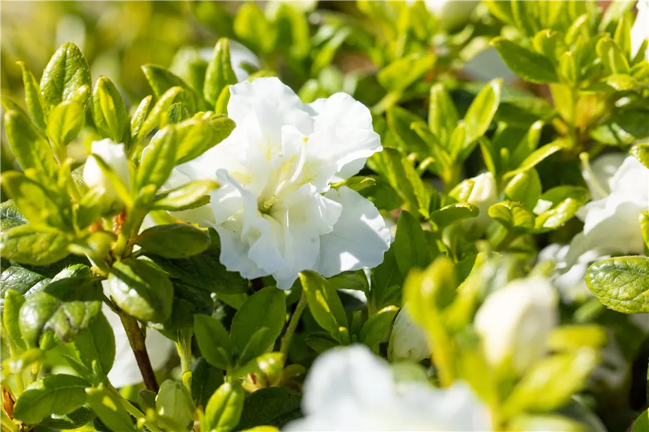 Rhododendron obt.'Maischnee' -R- III, Japanische Azalee 'Maischnee' -R- -  GartenBaumschule Fuhs