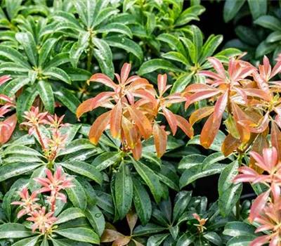 Pieris japonica 'Bonfire' Pieris japonica 'Bonfire'