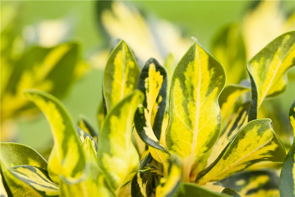 Rhododendron Hybr.'Blattgold' IV, Rhododendron-Hybride 'Blattgold' -  GartenBaumschule Fuhs