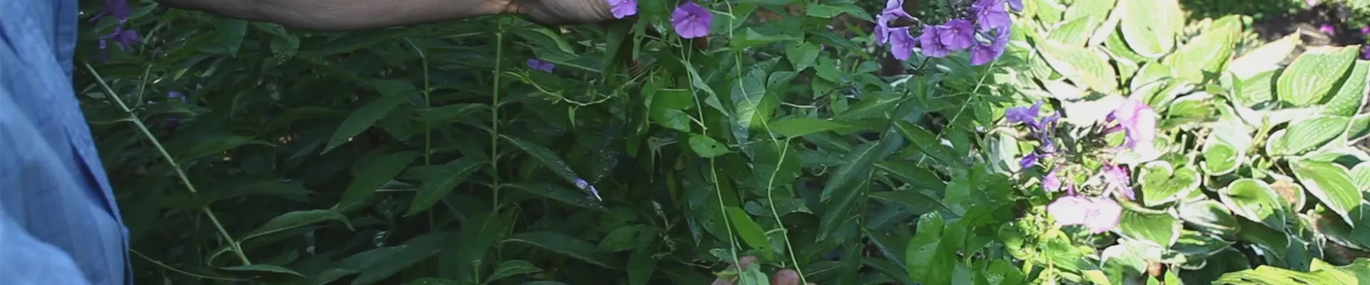 Phlox - Entfernen von Unkraut (thumbnail) Phlox - Entfernen von Unkraut (thumbnail)