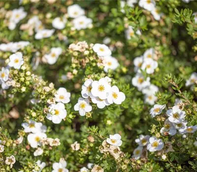 Potentilla 'Abbotswood'