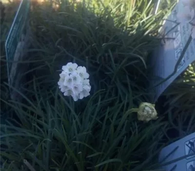 Armeria maritima 'Alba' Armeria maritima 'Alba'