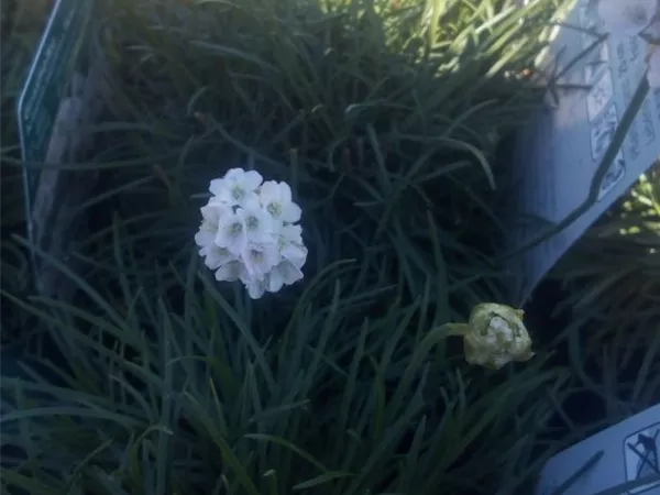 Armeria maritima 'Alba' Armeria maritima 'Alba'