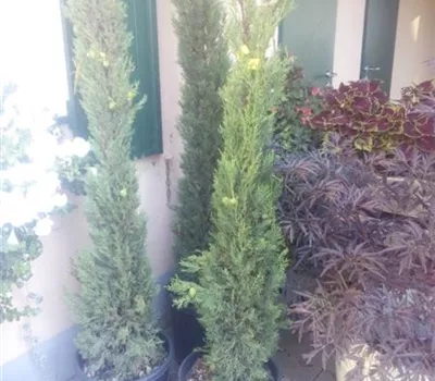 Cupressus sempervirens 'Pyramidalis' Cupressus sempervirens 'Pyramidalis'