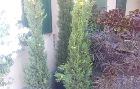 Cupressus sempervirens 'Pyramidalis' Cupressus sempervirens 'Pyramidalis'
