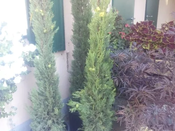 Cupressus sempervirens 'Pyramidalis' Cupressus sempervirens 'Pyramidalis'