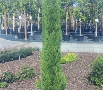 Cupressus sempervirens 'Totem' Cupressus sempervirens 'Totem'