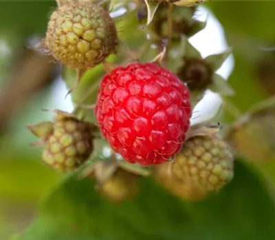 Rubus 'Tayberry Medana' -R- CAC