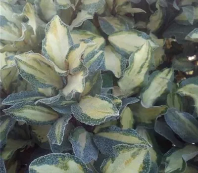 Elaeagnus ebbingei 'Maryline'