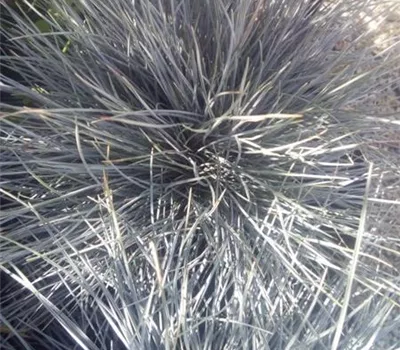 Festuca cinerea 'Elijah Blue' Festuca cinerea 'Elijah Blue'