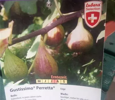 Ficus carica 'Peretta'