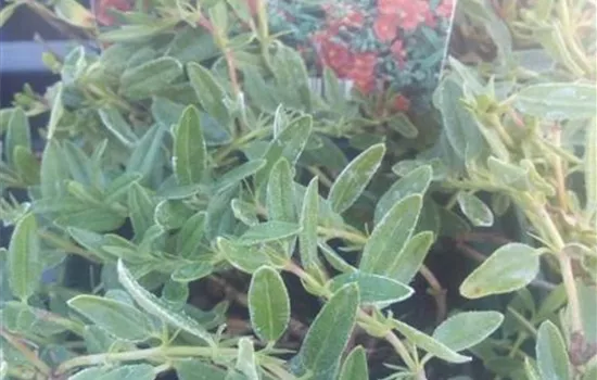 Helianthemum x cult.'Bronzeteppich' Helianthemum x cult.'Bronzeteppich'