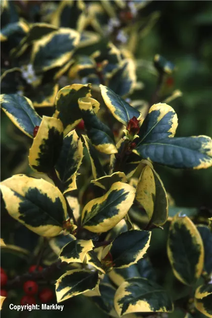 Ilex altaclerensis 'Golden King', Gelbrandige Garten-Hlse -  GartenBaumschule Fuhs