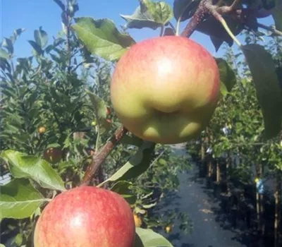 Malus 'Delbarestivale' CAC