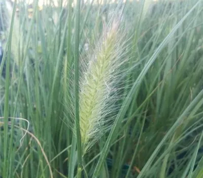Pennisetum alopecuroides 'Hameln' Pennisetum alopecuroides 'Hameln'