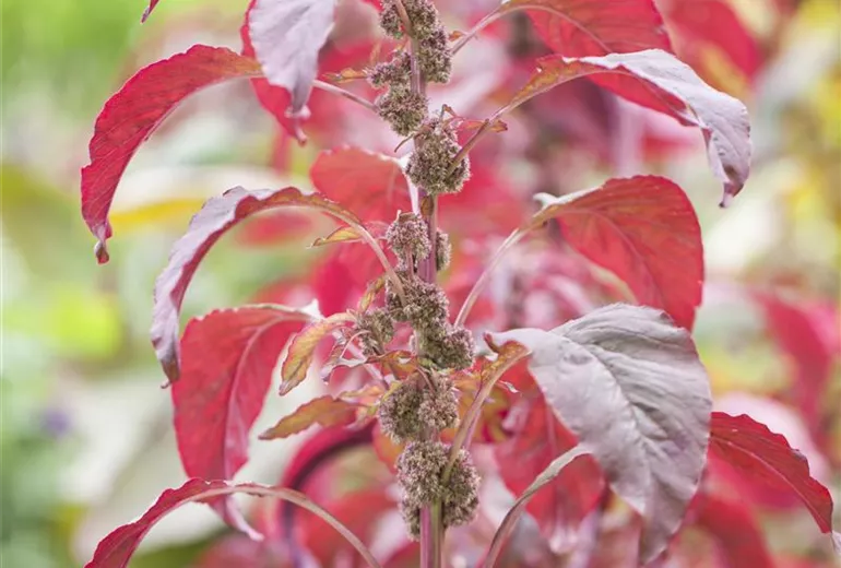 Amaranthus Amaranthus