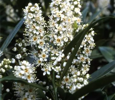 Prunus lauroc.'Otto Luyken'
