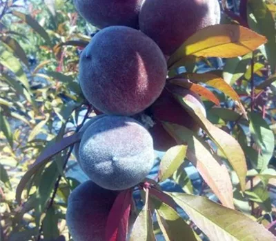 Prunus persica 'Rubira' CAC Prunus persica 'Rubira' CAC