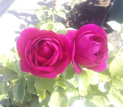 Rosa 'Für Elise' Bt Rosa 'Für Elise' Bt