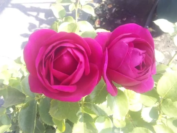 Rosa 'Für Elise' Bt Rosa 'Für Elise' Bt