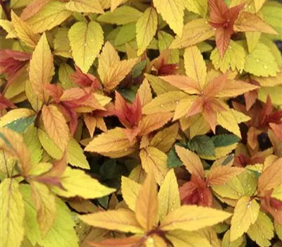 Spiraea japonica 'Goldflame'