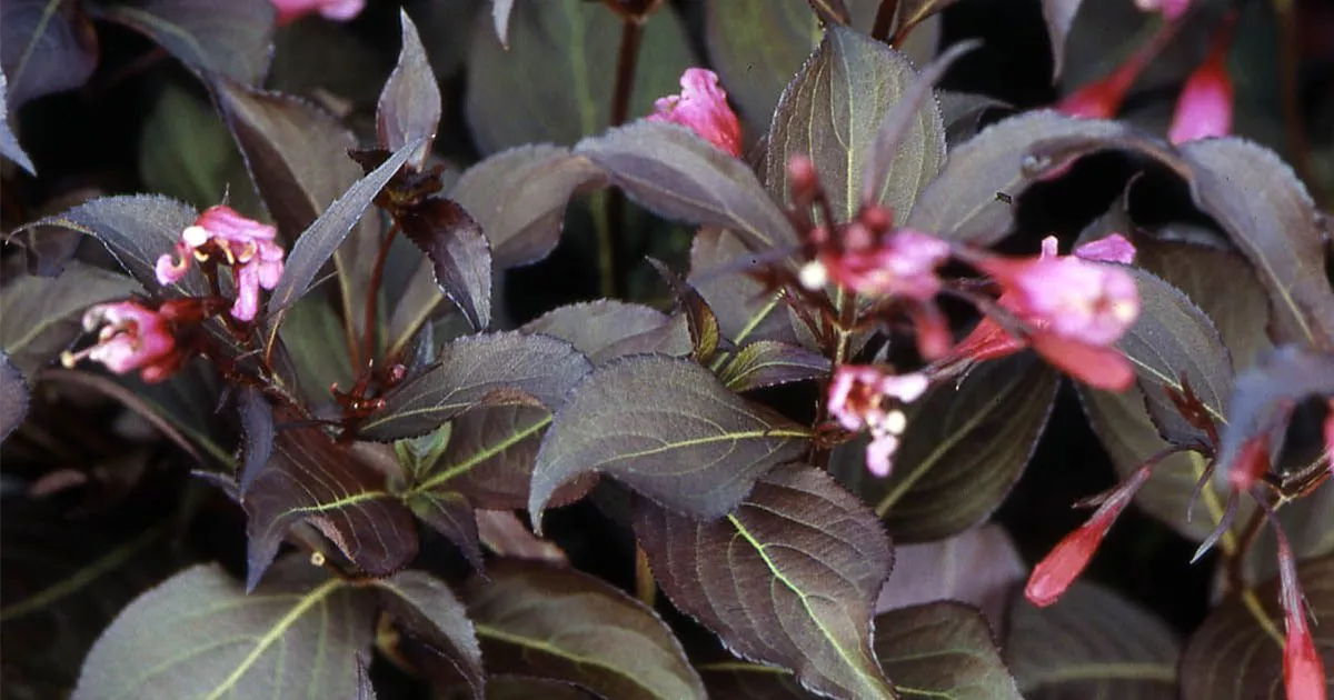 Weigela florida 'Alexandra' S, Glockenstrauch 'Alexandra