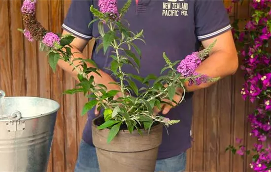 Sommerflieder - Einpflanzen in ein Gefäß Sommerflieder - Einpflanzen in ein Gefäß