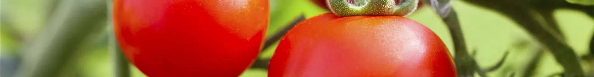 Solanum lycopersicum