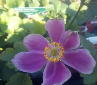 Anemone tomentosa 'Serenade'