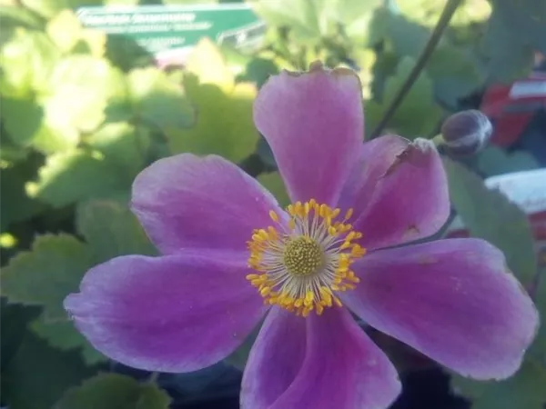 Anemone tomentosa 'Serenade'