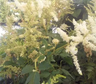 Astilbe i.S. Astilbe i.S.