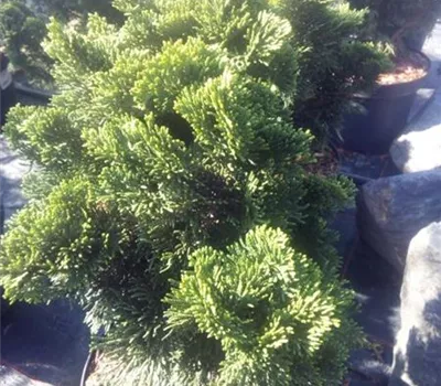 Chamaecyparis obtusa 'Nana Gracilis' Chamaecyparis obtusa 'Nana Gracilis'